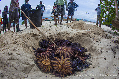 Crown of Thorns grave